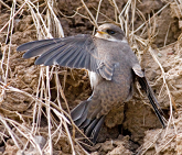 bank swallow flying near nest entrance